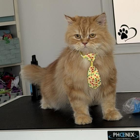 Grooming result 1