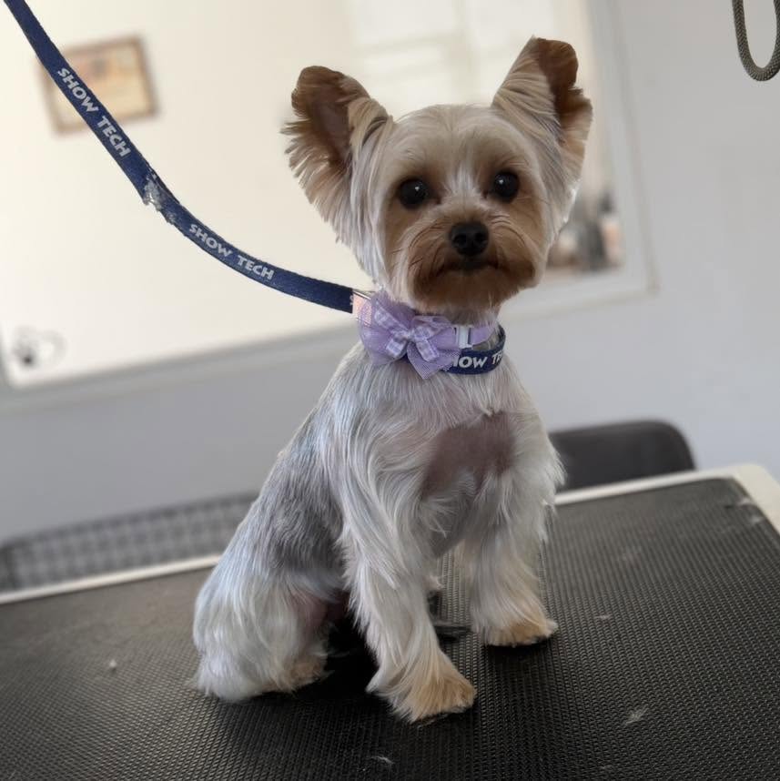 Grooming result 2