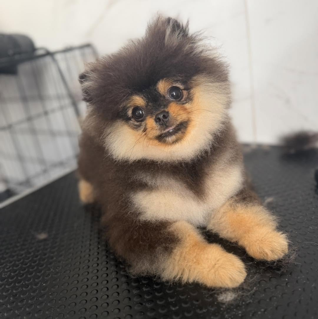 Grooming result 5