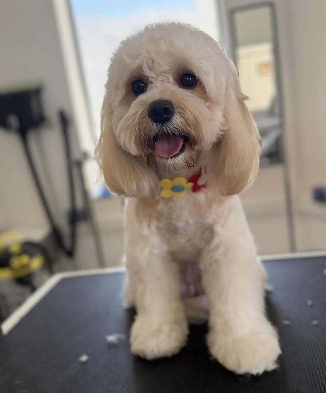 Grooming result 6