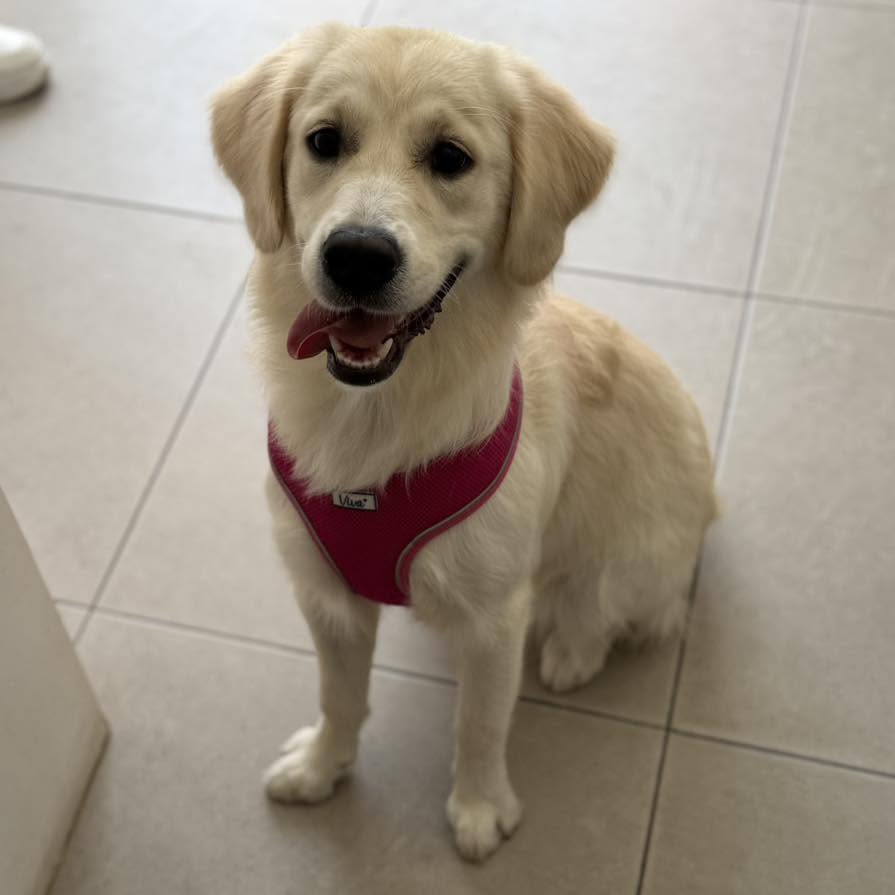 Grooming result 7